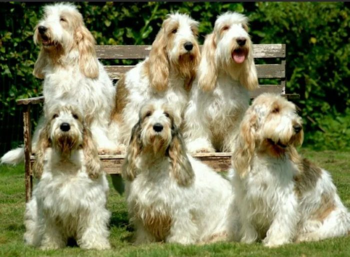 Собаки породы вандейский бассет-гриффон