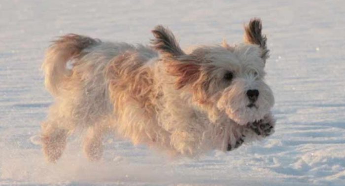 Вандейский бассет-гриффон активная собака