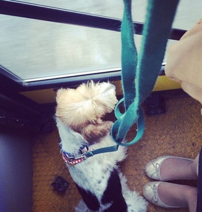 Поездка с собакой в автобусе