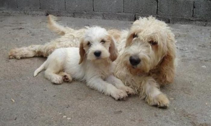 Вандейский бассет-гриффон мама и щенок