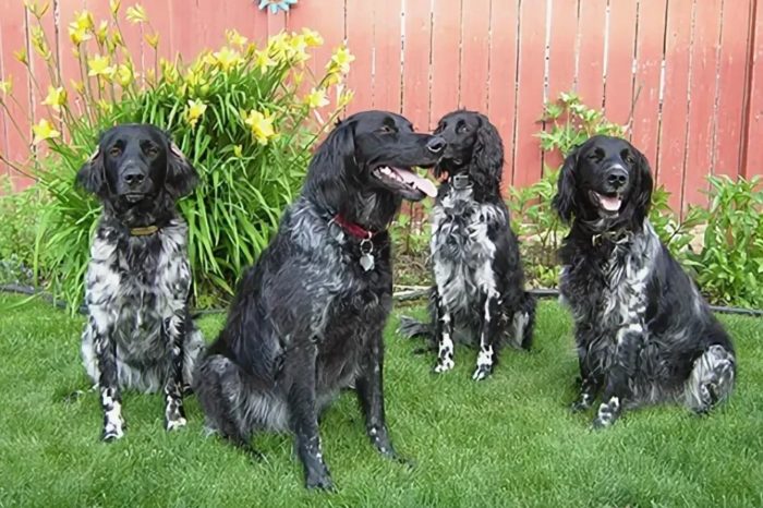 Несколько собак породы большой мюнстерленд