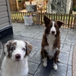 Две собаки породы бордер-колли