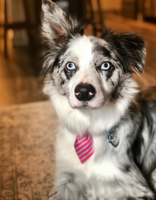 Собака бордер колли с галстуком