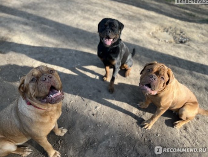 Три собаки породы бордоский дог
