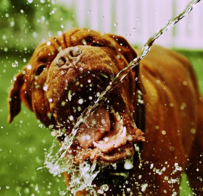 Вода для собаки