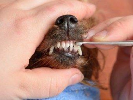 Зубы на проверке
