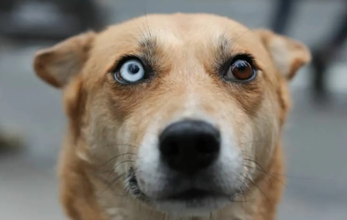 Разный цвет глаз у собаки