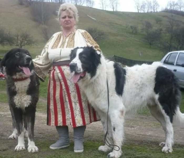 Овчарка с Румынскими корнями