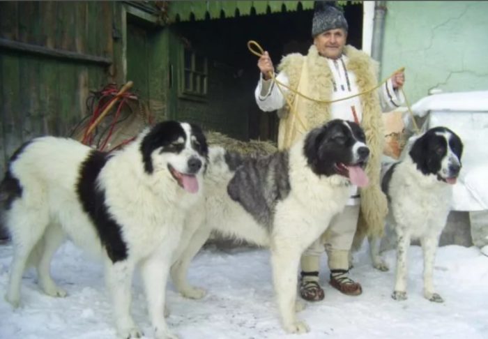 Овчарка в Румынском селе
