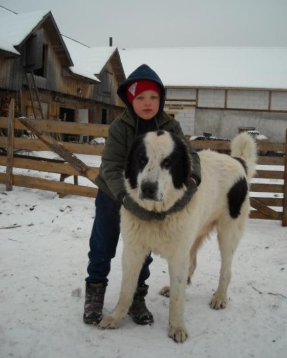 Буковинская овчарка с мальчиком