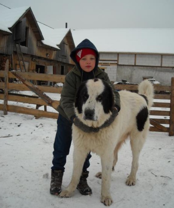Овчарка румынская с мальчиком