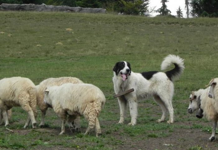 Буковинская овчарка пастух