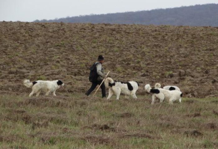 Овчарки на поле