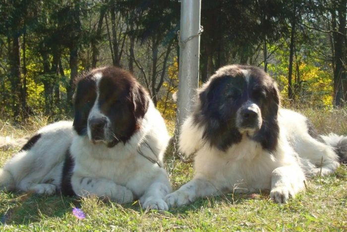 Две собаки породы буковинская овчарка