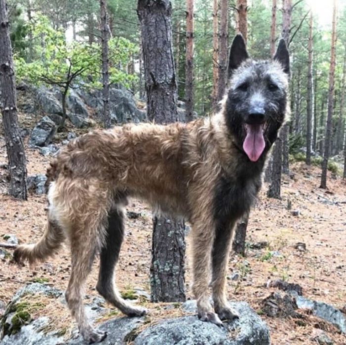 Собака Лакенуа в лесу