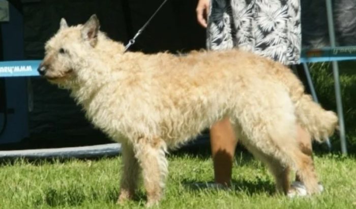 Собака бельгийская овчарка