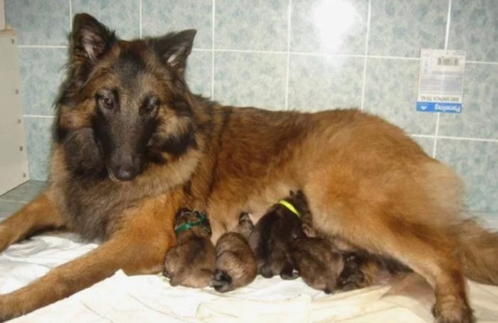 Мама с щенками тервюрен