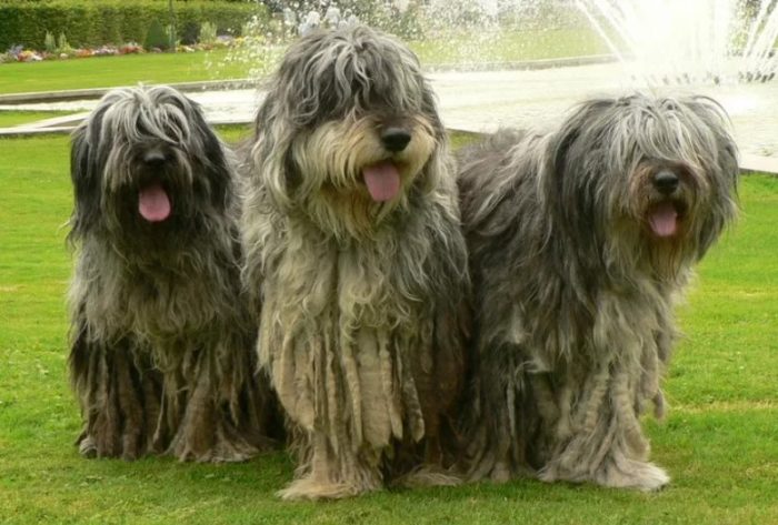 Три собаки бергамаско