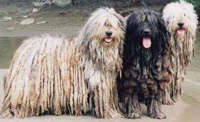 Три собаки