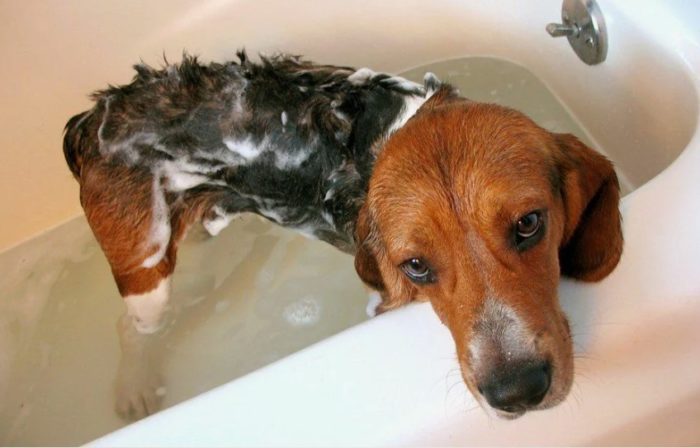 Мытье для собаки